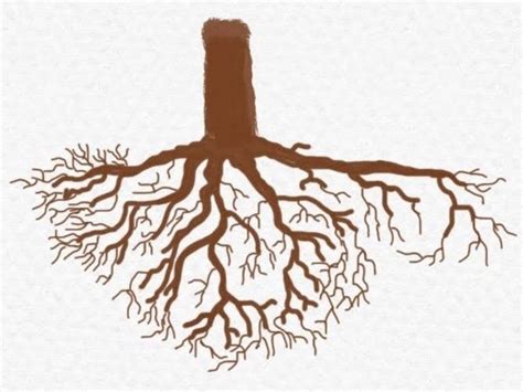 Root: Jakol .